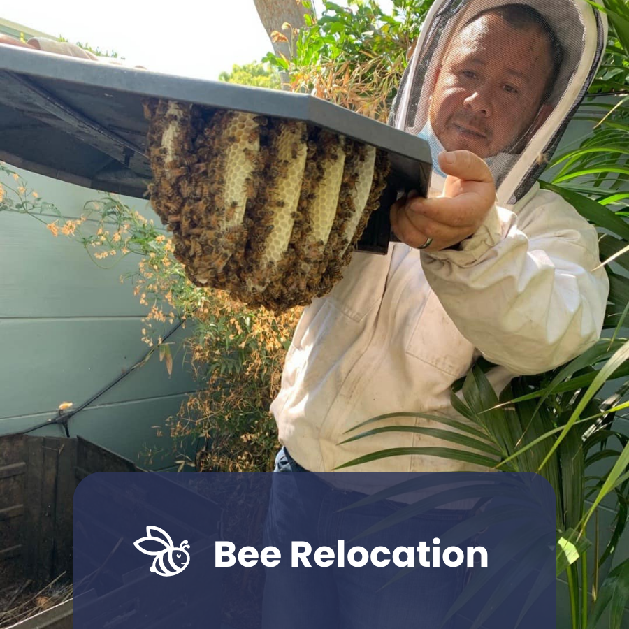 Bee Relocation Service