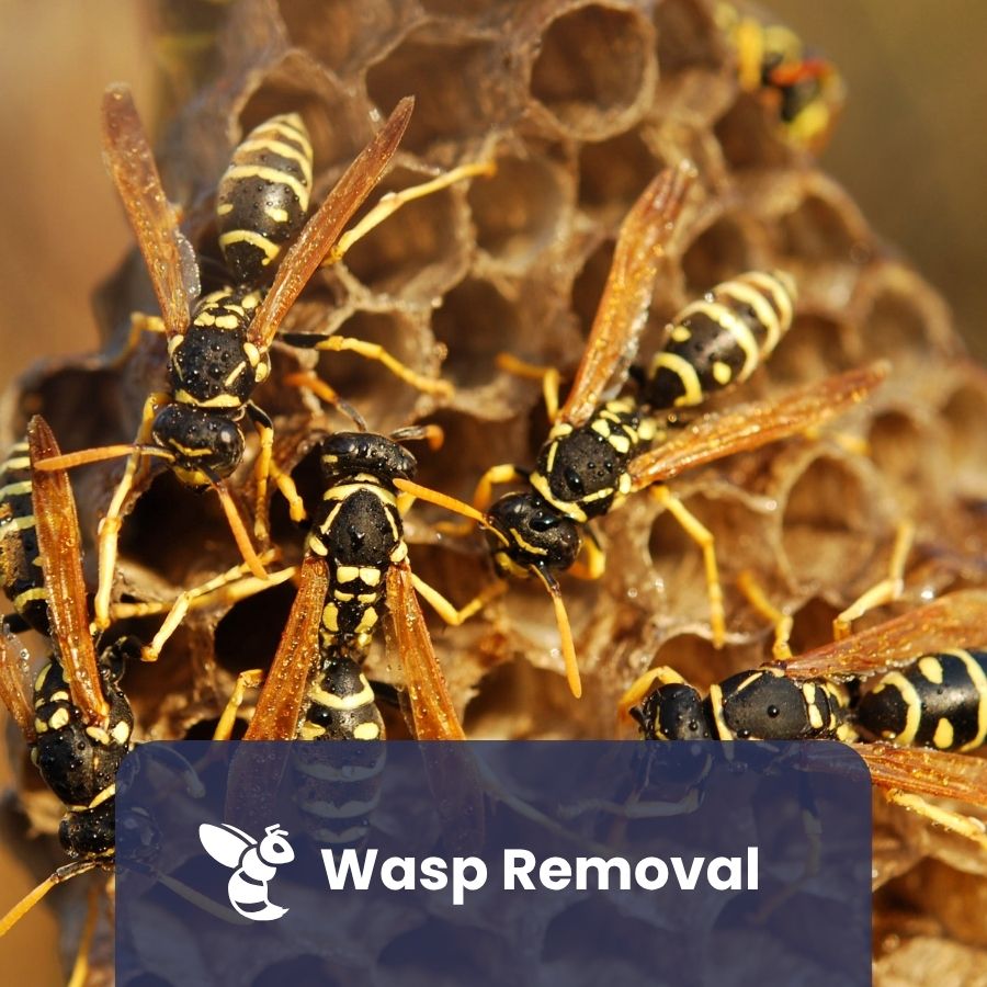 Wasp Removal Service
